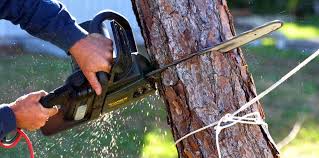 Best Tree and Shrub Care  in Hoopeston, IL